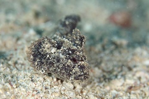 イボオコゼ科の1種