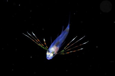 刺激的な水中生物