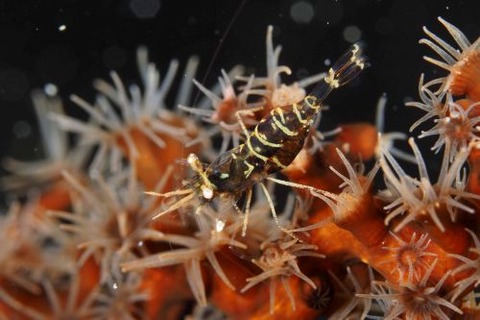 ブラックコーラルシュリンプ