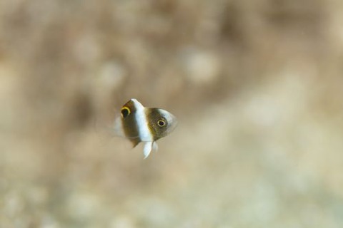 ダンダラスズメダイ