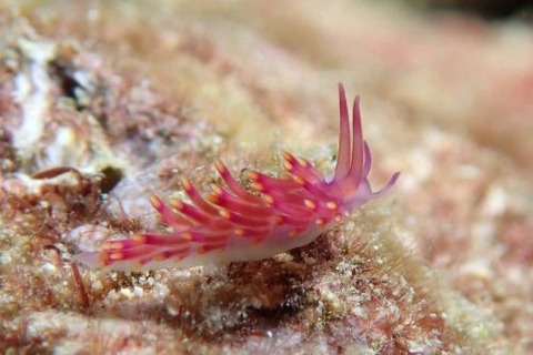 ミノウミウシ亜目の1種