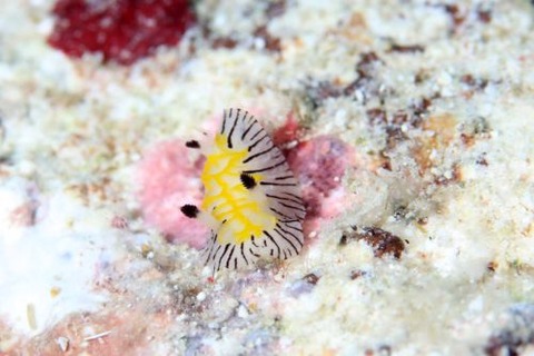 エレガントヒオドシウミウシ