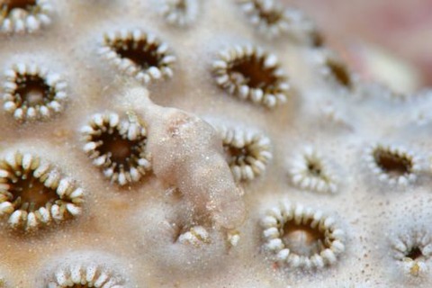 カクレモエビ属の1種