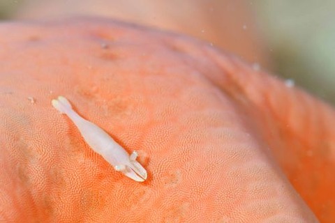 ヒトデヤドリエビ