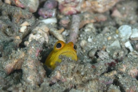 ホシカゲアゴアマダイ