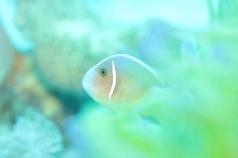 ハナビラクマノミ