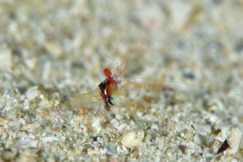 カメンカクレエビ