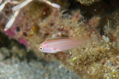 ホンテンスモドキ属の1種