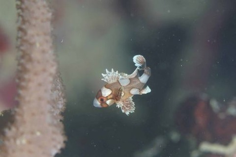 チョウチョウコショウダイ