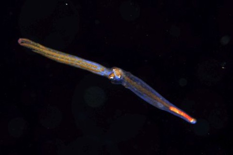 刺激的な水中生物