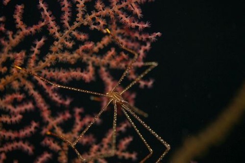 ホシゾラワラエビ