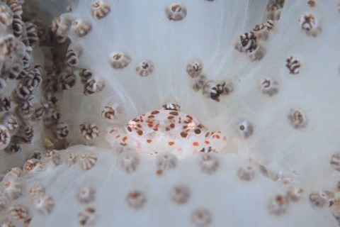 トサカガザミ属の1種