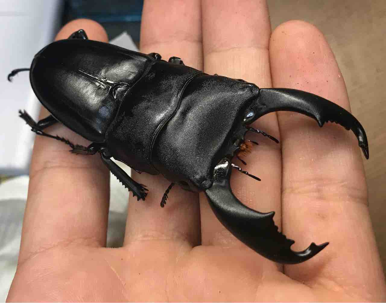 飼育種紹介 No.2 : 雑〜な鍬形徒然草