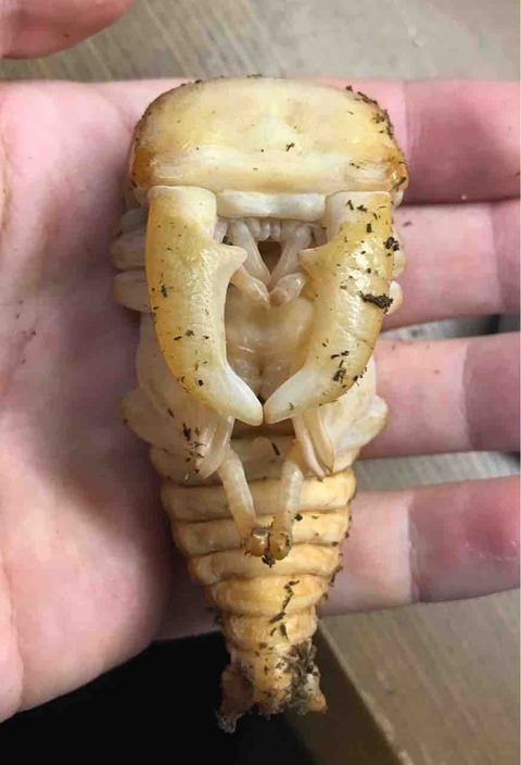 オオヒラタ蛹化・スマトラ編 : 雑〜な鍬形徒然草