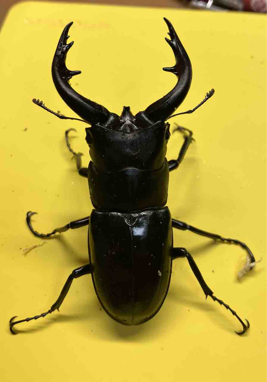 超特大 野外採集品 アマミノコギリ 78.2㎜ 超特大 野外採集品 アマミ