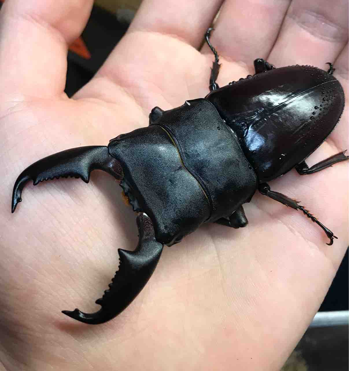 小粒だが良いヤツ : 雑〜な鍬形徒然草