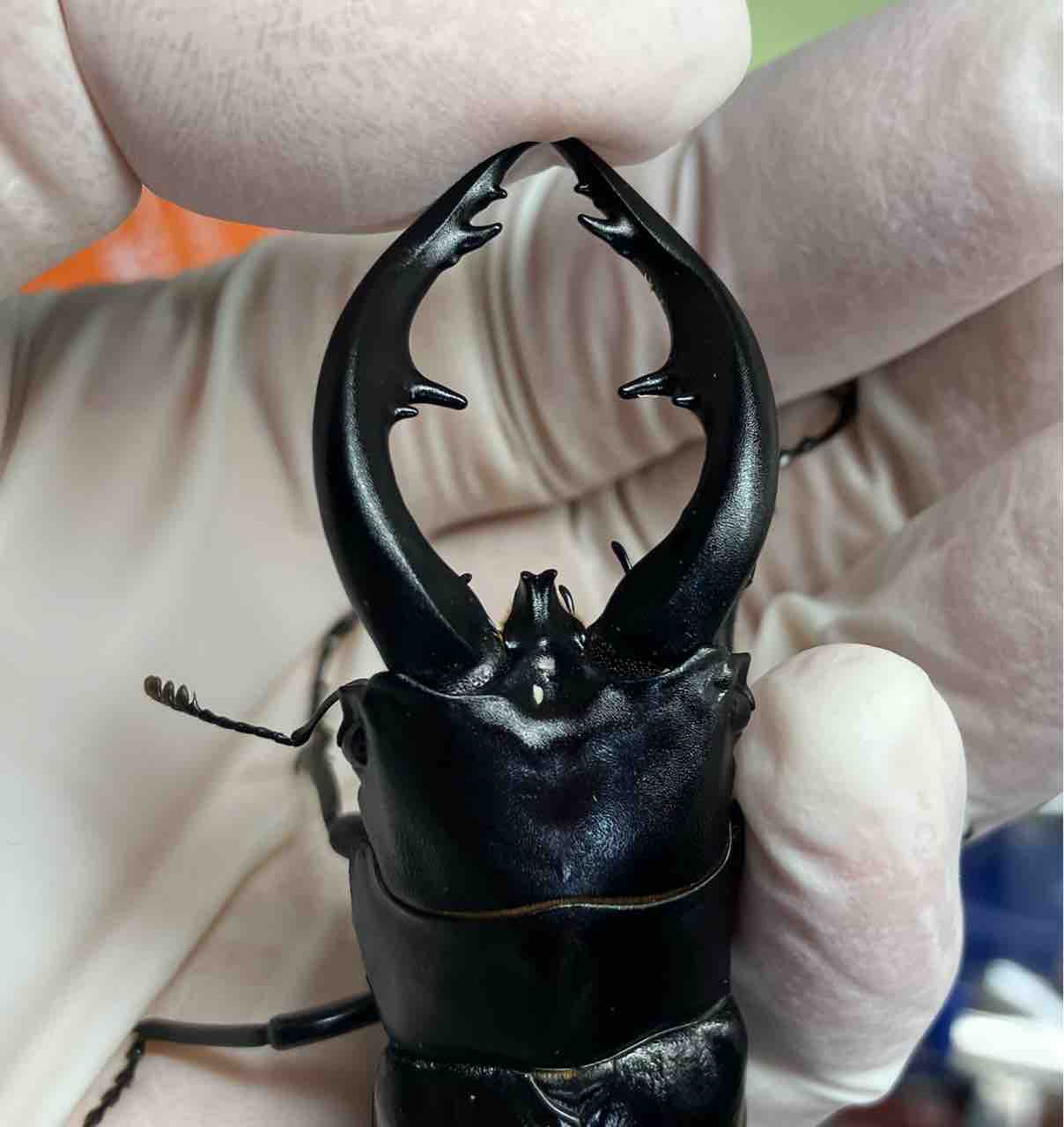 アマミノコギリ 飼育開始～羽化 : 雑〜な鍬形徒然草