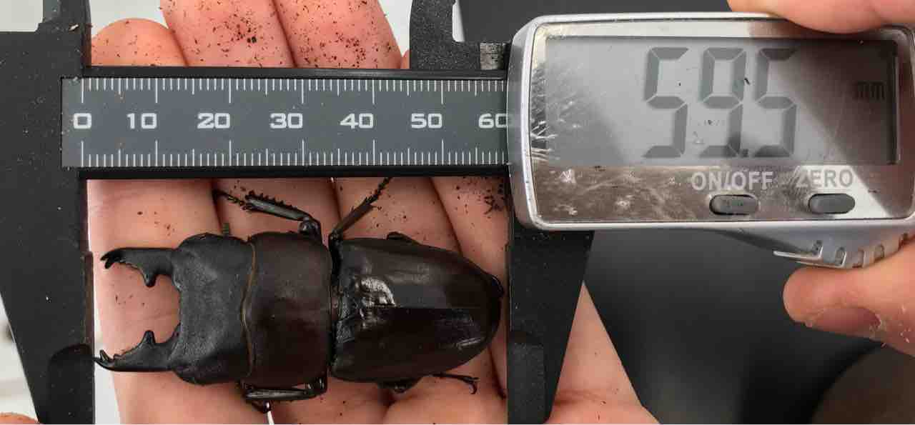 パラワンタウルス ギネスタイ現る！ : 雑〜な鍬形徒然草