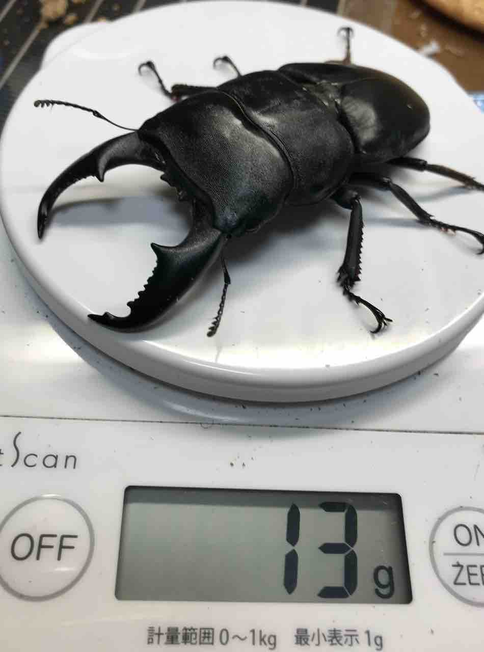 サンバレスオオヒラタ登場！ : 雑〜な鍬形徒然草