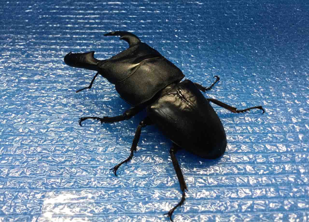 天然採取個体。ヒラタ大きめ、大ペアーセット。 驚異のエグれヒラタ : 雑〜な鍬形徒然草