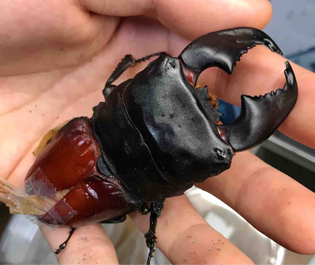 極太血統、大型血統スマトラヒラタ！ : カブトクワガタ☆GLOBAL ◇新 