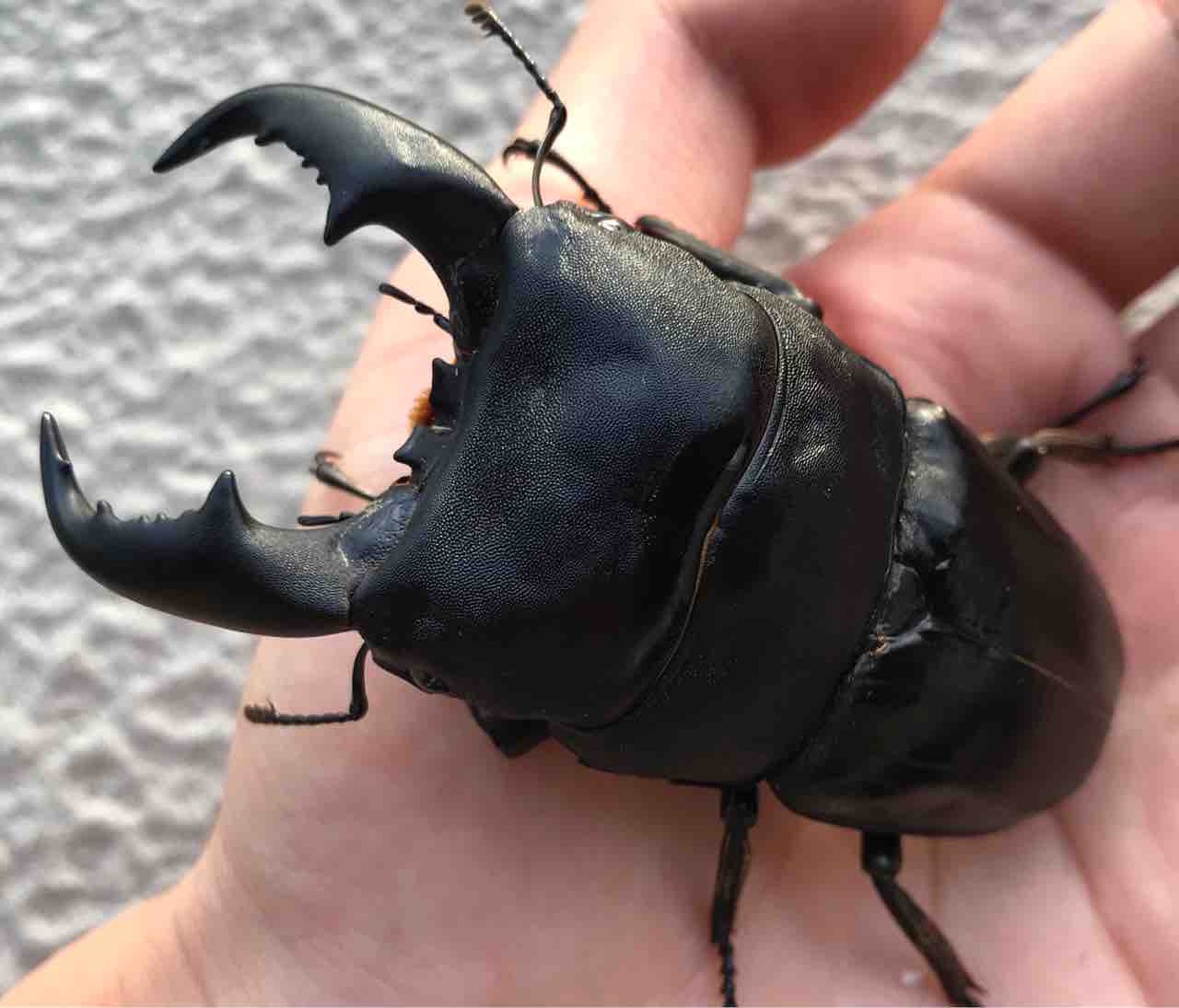 サンバレスヒラタクワガタ♂️91mm単品 色々出ますね〜サンバレスヒラタ : 雑〜な鍬形徒然草
