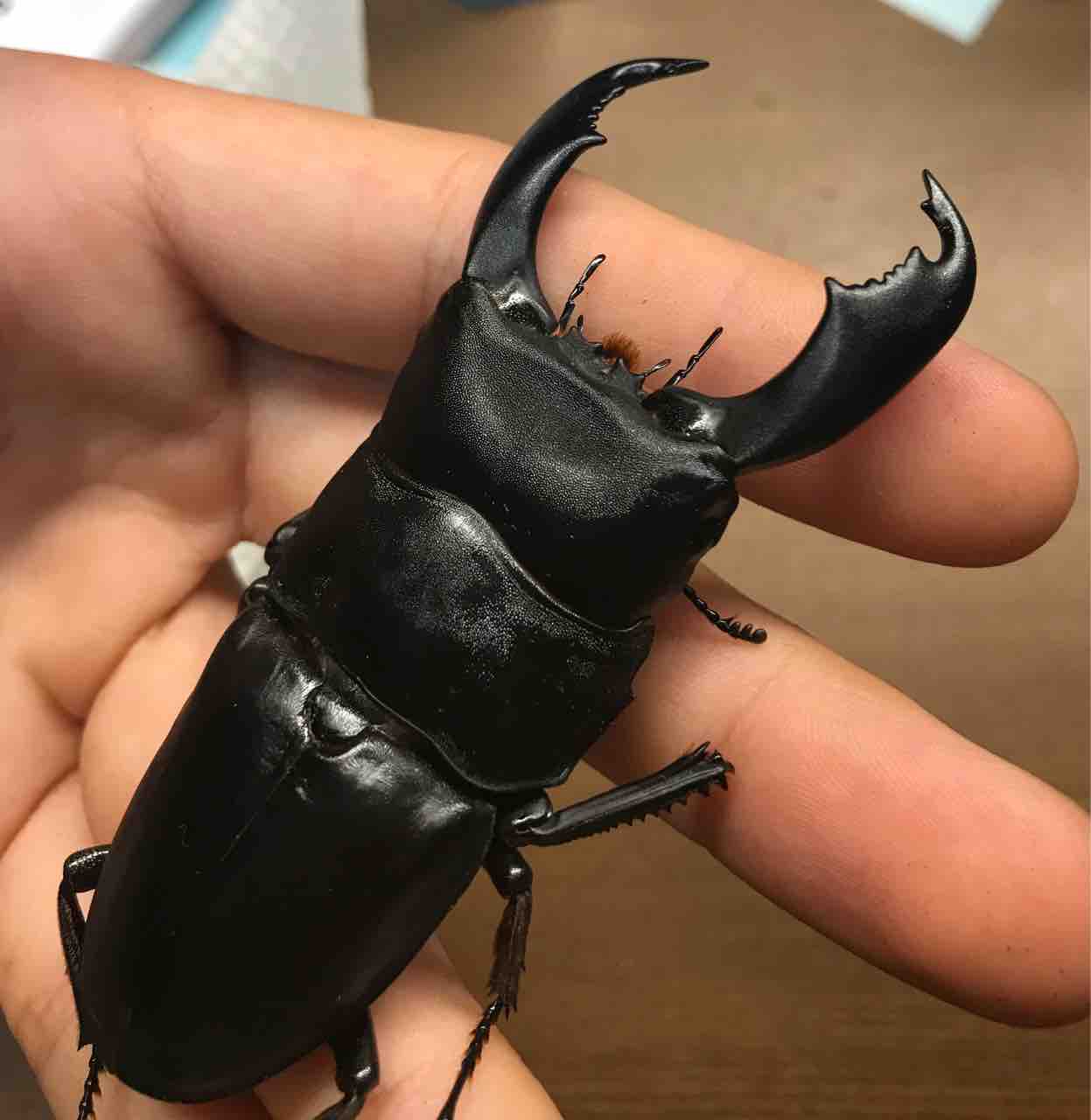 飼育種紹介 No.2 : 雑〜な鍬形徒然草