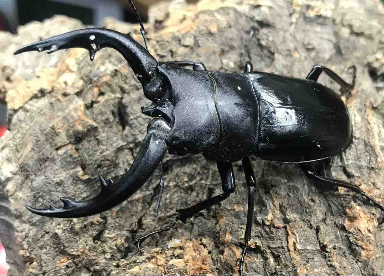 アマミノコギリ 飼育開始～羽化 : 雑〜な鍬形徒然草