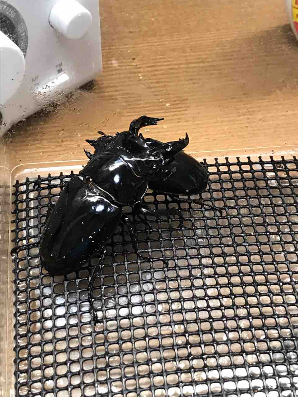 昆虫標本M.レギウス オオツヤクワガタ雄75㍉野外品 【公式通販】