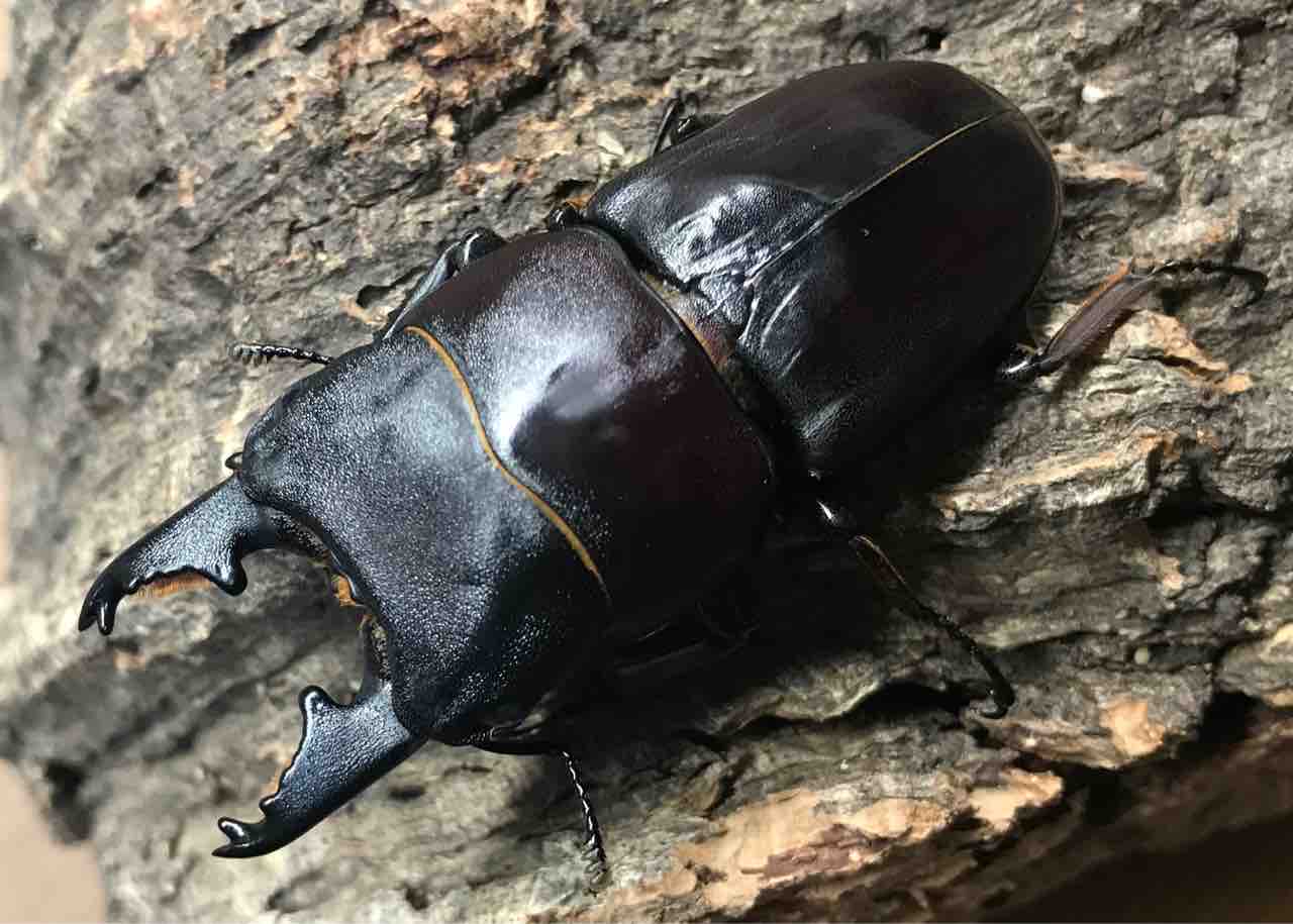パラワンタウルス ギネスタイ現る！ : 雑〜な鍬形徒然草