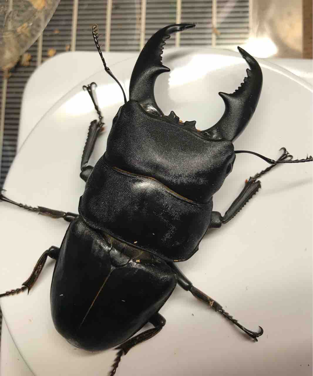 サンバレスオオヒラタ登場！ : 雑〜な鍬形徒然草