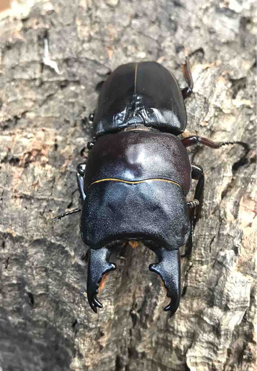 パラワンタウルス ギネスタイ現る！ : 雑〜な鍬形徒然草
