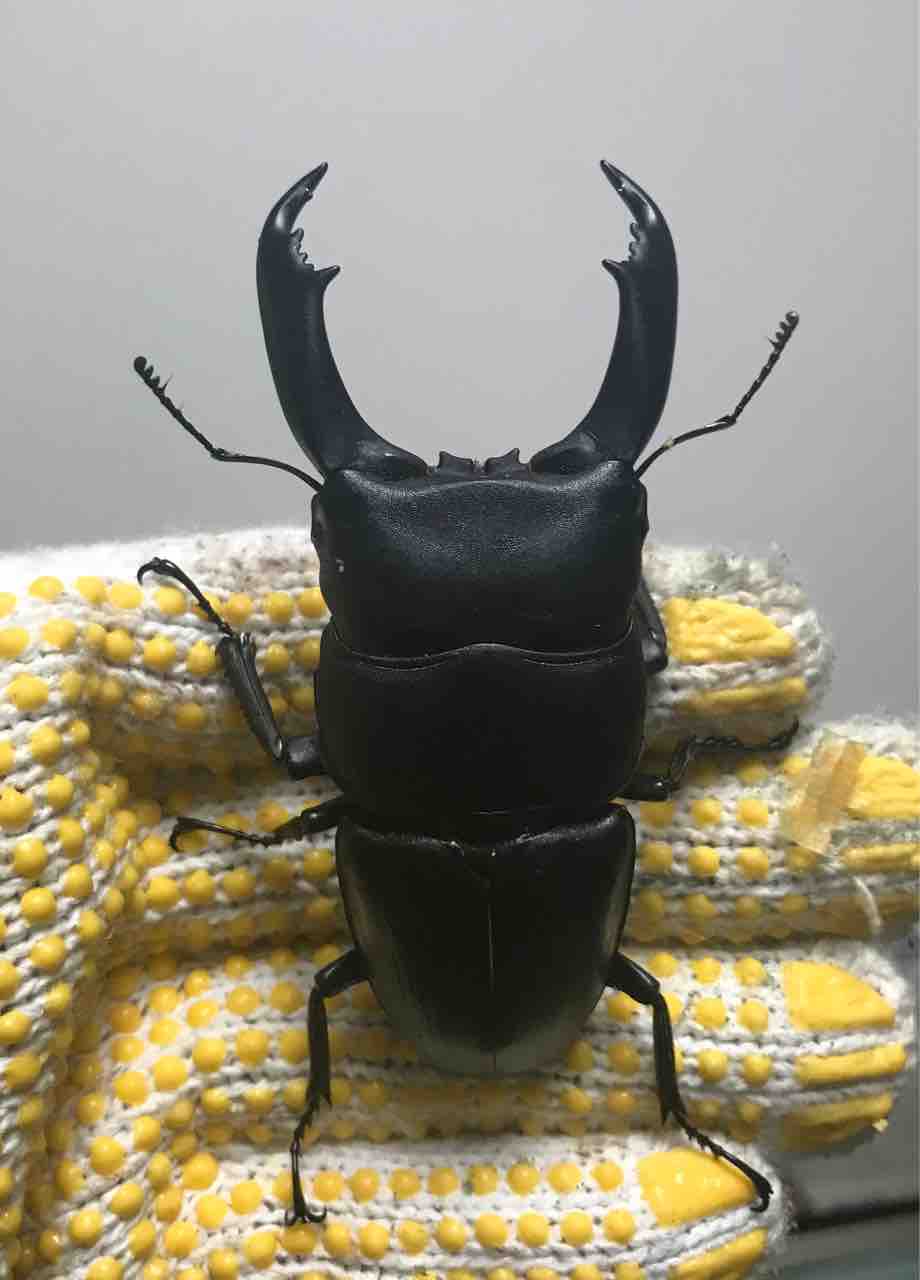 ショップOZ###モザイク　テイオウヒラタ（雌雄同体）###Y13-01 ショップOZ###モザイク テイオウヒラタ（雌雄同体）###Y13-01