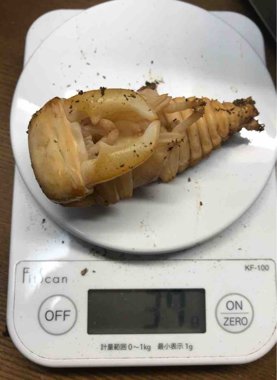 オオクワガタ　蛹　とまり木　スマトラオオヒラタ　等 オオクワガタ 蛹 とまり木 スマトラオオヒラタ 等