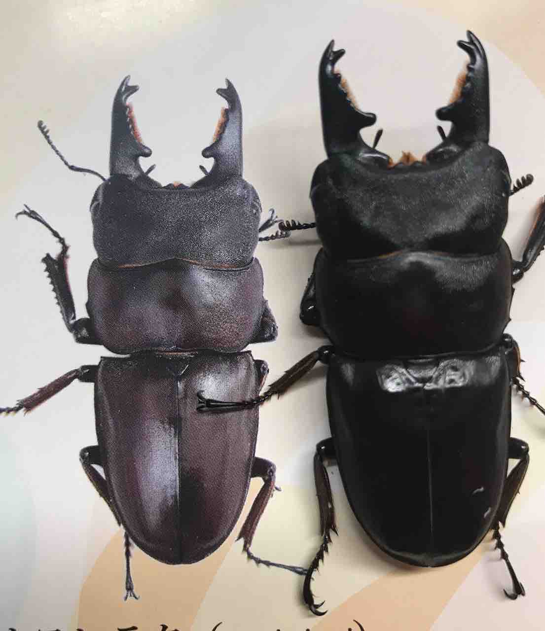 パラワンタウルス ギネスタイ現る！ : 雑〜な鍬形徒然草