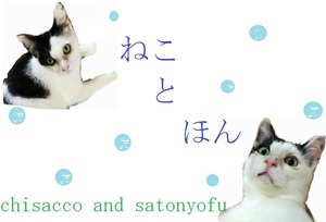 chisacco