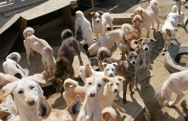多頭飼養崩壊