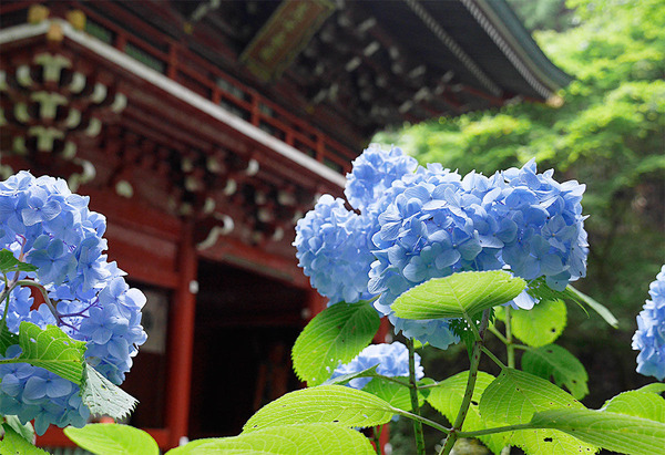 �����Ҥλ��۲�