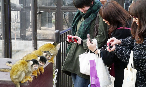 ���ߤ�ưʪ��֥���γڱ��