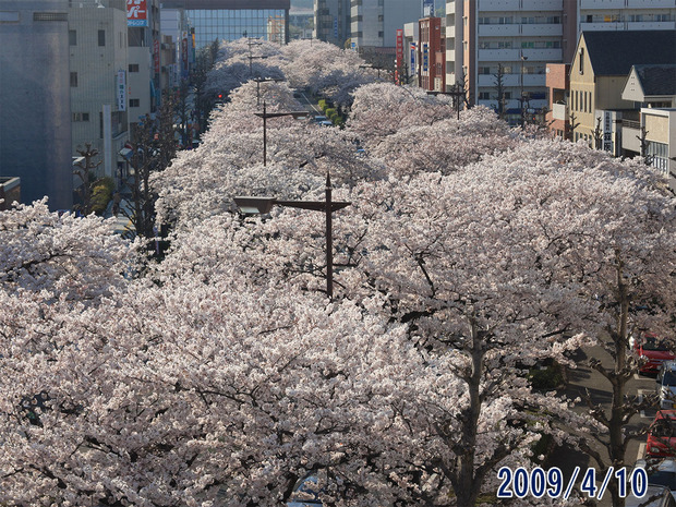平和通りのさくら2009年