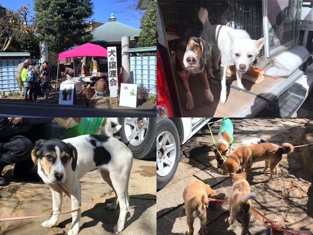 Êݸ¤Î¾ùÅϲñ