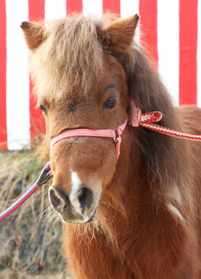 �ߥ��åȥۡ����ι���