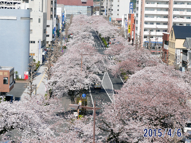平和通りのさくら2015年