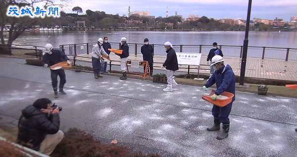 水戸市千波湖での鳥インフルエンザ対策