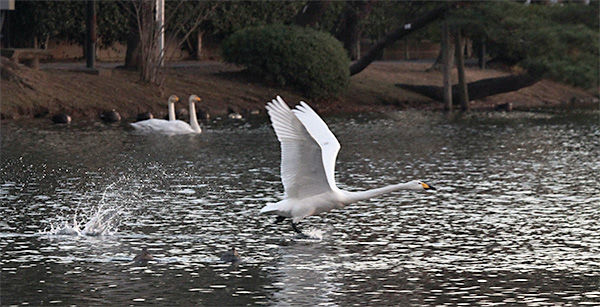 131221hakucho