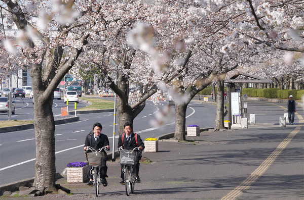 県庁前の桜、咲く