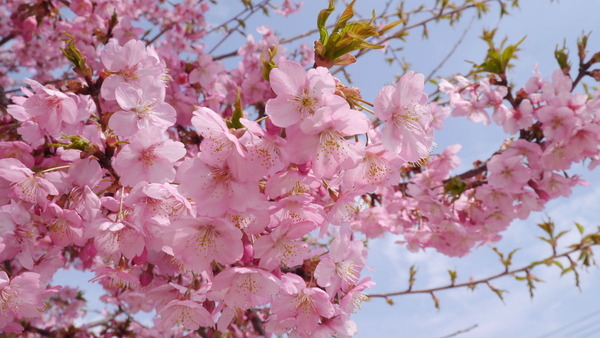 �׻�����ԥ���Ω���դβ��ź�