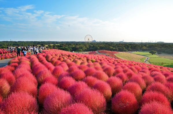 コキア<ひたち海浜公園>