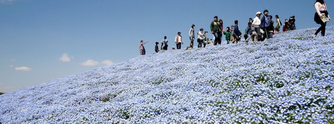 国営ひたち海浜公園のネモフィラ