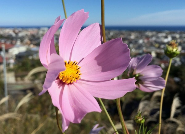 ȹ�����Ϥ����į˾